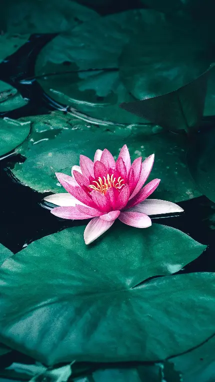 چاپ پوستر سفارش قاب موبایل 4K شخصی با عکس نیلوفر آبی برای گوشی جدید