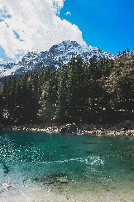 تصویر چوب درخت و کوه با کیفیت بالا برای والپیپر