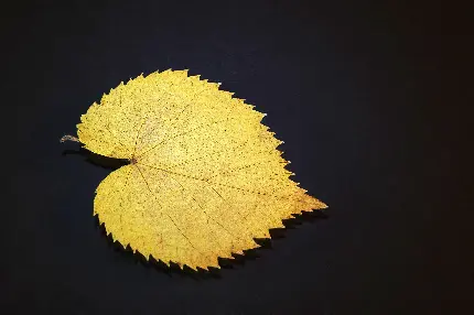 پوستر دیواری برگ طلایی با کیفیت بالا برای اتاق کار