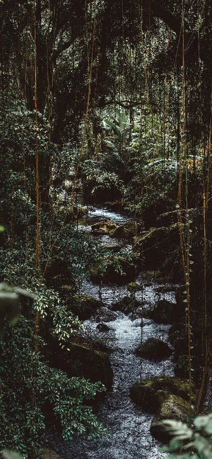 چاپ پوستر قاب موبایل سامسونگ جنگل برای چاپ با کیفیت بالا و قیمت مناسب