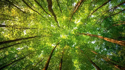 چاپ پوستر تابلو دیواری جنگل سبز با چاپ با کیفیت و بهترین قیمت