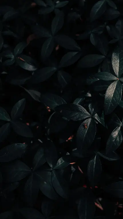 چاپ پوستر تصویر زمینه برگ با کیفیت 1080p برای گوشی سامسونگ