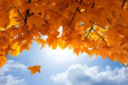 چاپ پوستر تصویر هنری برگ افرا با کیفیت اچ دی مناسب برای والپیپر دسکتاپ