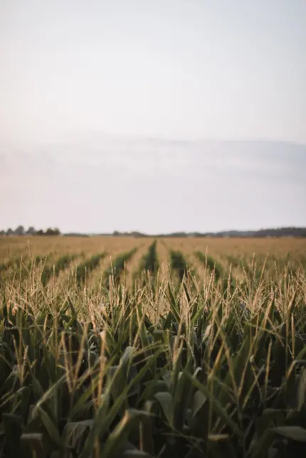 سفارش تخته شاسی جاده و منظره اوهایو با بهترین قیمت