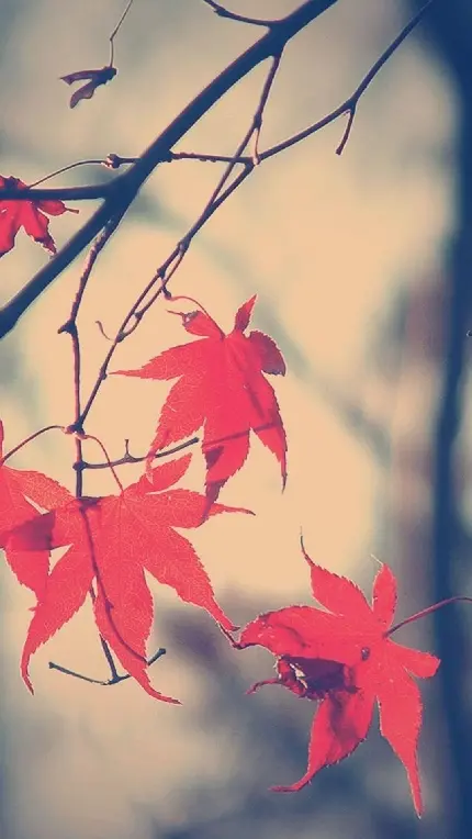 چاپ پوستر والپیپر موبایل برگ افرا با کیفیت فول اچ دی برای آیفون و اندروید