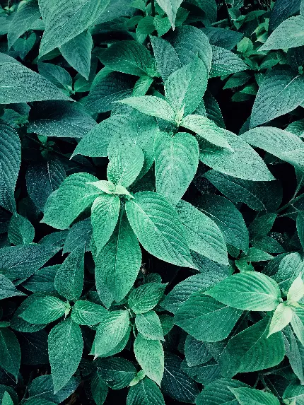 سفارش تابلو شاسی برگ سبز با بهترین کیفیت برای اتاق خواب