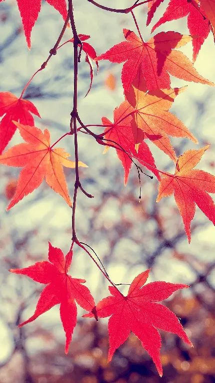 چاپ پوستر والپیپر برگ موبایل با کیفیت فول اچ دی برای دانلود رایگان