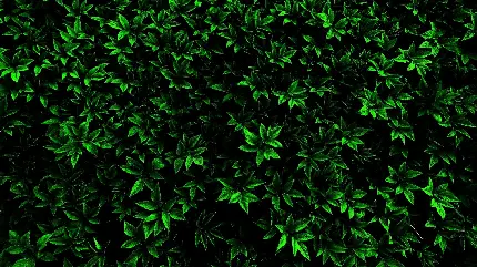 چاپ پوستر والپیپر برگ دسکتاپ فول اچ دی با کیفیت عالی 1920x1080