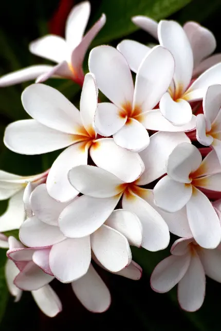 قاب موبایل گل هاوایی سفید خرید پوستر با قیمت مناسب برای اتاق