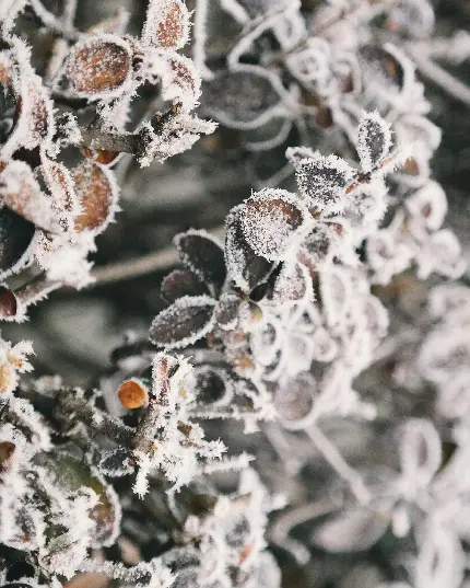 سفارش تابلو برگ سبز یخ زده در زمستان با قیمت ارزان