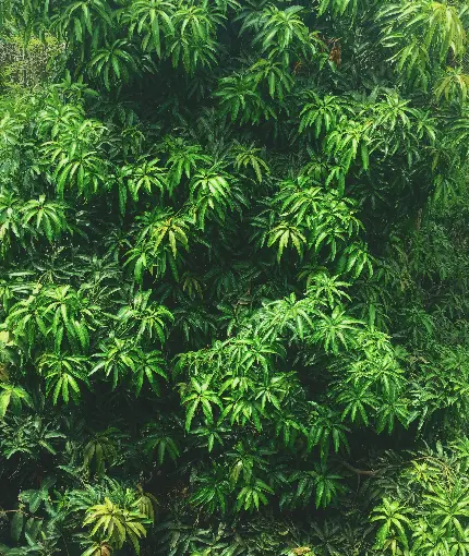 سفارش تابلو دکوراتیو برگ بلند در هوای بارانی