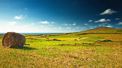 چاپ پوستر بک گراند دسکتاپ چمن و آسمان با کیفیت اچ دی و طراحی شیک