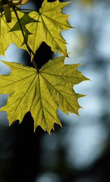 چاپ پوستر بک‌گراند برگ سامسونگ با کیفیت اچ دی برای دانلود رایگان