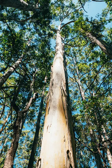 عکس قلب قرمز خوشگل کوچک