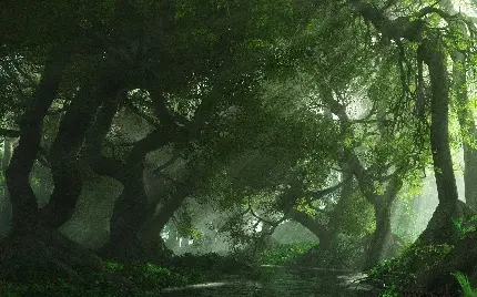 چاپ پوستر تصویر پس زمینه جنگل سبز با کیفیت بالا و رزولوشن فوق العاده