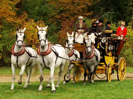 1610587-2560x1920-desktop-hd-carriage-driving-wallpaper