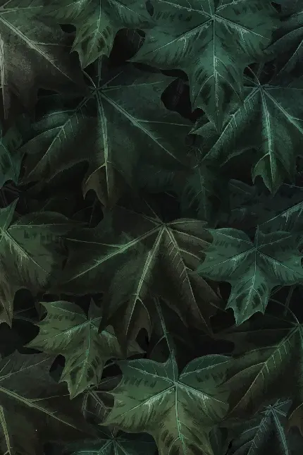 قاب موبایل آیفون با عکس برگ افرا برای چاپ تابلو و پوستر دیواری