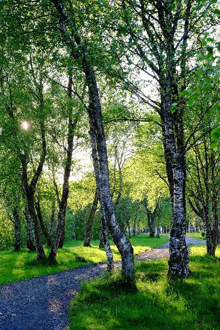خرید تابلو جاده جنگلی با کیفیت بالا برای پذیرایی