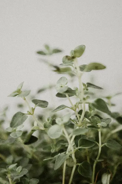 خرید تابلو شاسی گیاهان دارویی با بهترین قیمت برای اتاق