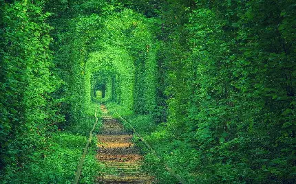 پوستر دیواری جنگل سبز با چاپ با کیفیت و قیمت ارزان