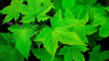 چاپ پوستر تصویر پس زمینه 4K برگ افرا با کیفیت عالی برای تولید محتوا