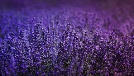سفارش شاسی عکس گل اسطوخودوس برای اتاق خواب