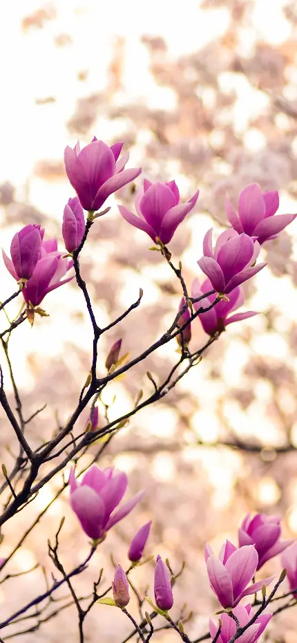 چاپ پوستر عکس گل ماگنولیا برای چاپ روی قاب موبایل آیفون و هواوی جدید