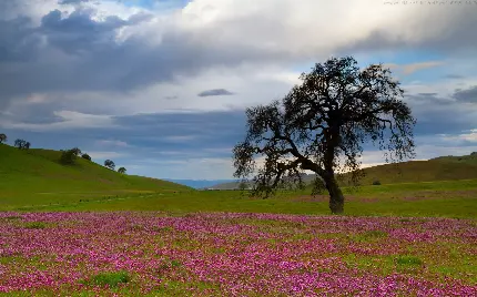 خرید پوستر دیواری منظره با کیفیت بالا برای اتاق خواب