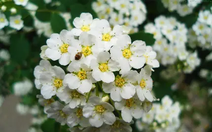 تابلو شاسی فانتزی منظره و طبیعت برای پذیرایی