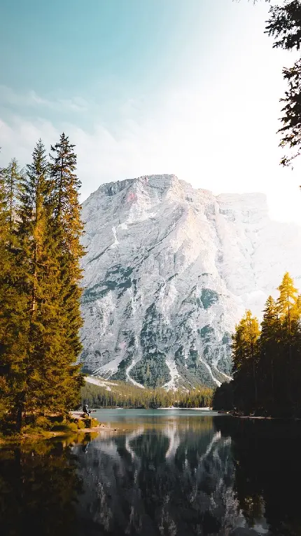 قاب مبایل سامسونگ منظره جنگل برای سفارش پوستر دیواری و تابلو با قیمت مناسب