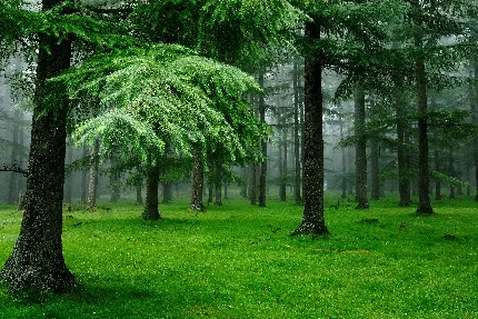 خرید تابلو شاسی جنگل سبز با چاپ با کیفیت و قیمت مناسب