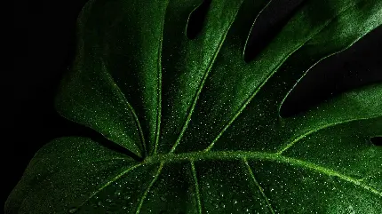 چاپ پوستر والپیپر برگ سبز 1080p برای دسکتاپ با طراحی طبیعی زیبا