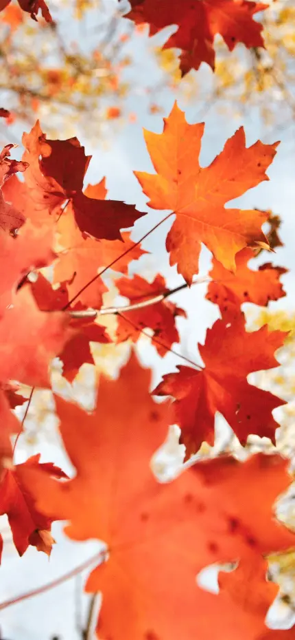 قاب موبایل آیفون با عکس برگ افرا برای چاپ عکس روی قاب موبایل