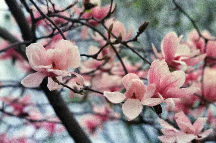 چاپ پوستر سفارش چاپ پوستر گل ماگنولیا روی شاسی عکس با ابعاد واید