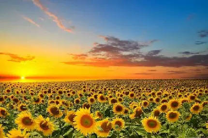 انواع تابلو و پوستر گل میخک برای دکوراسیون منزل