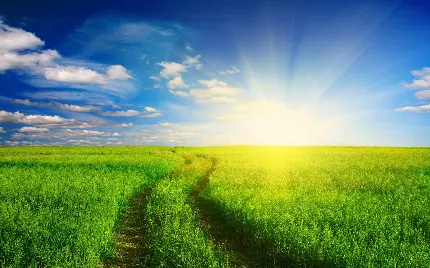 چاپ پوستر تصویر پس زمینه دسکتاپ چمن و آسمان با کیفیت بالا و طراحی هنری