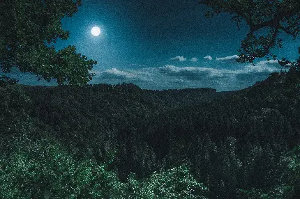 خرید تابلو شاسی جنگل شب با کیفیت بالا برای اتاق خواب