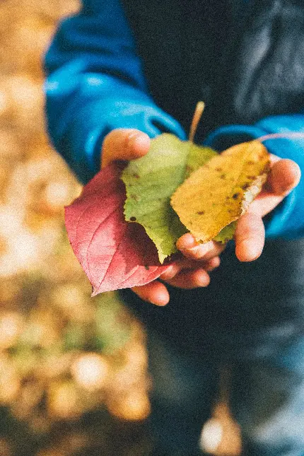 خرید تابلو طرح برگ و طبیعت با قیمت مناسب برای اتاق خواب