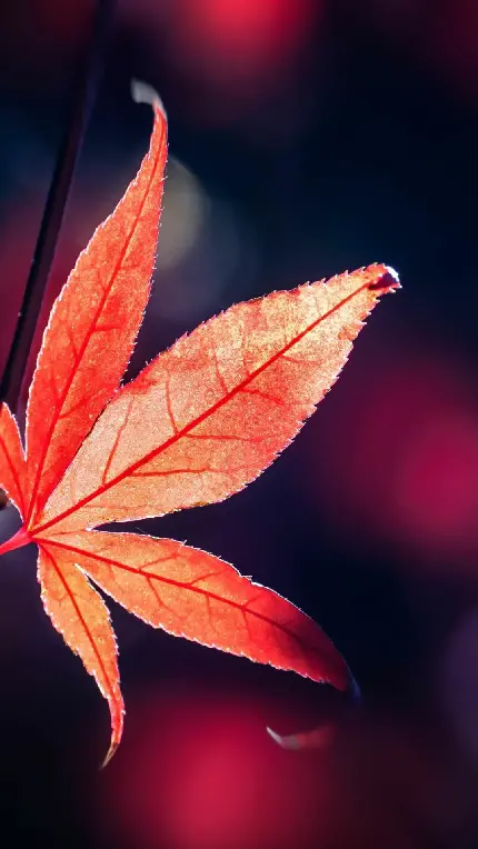 چاپ پوستر دانلود رایگان تصویر زمینه برگ فول اچ دی برای سامسونگ