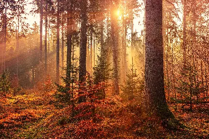 تابلو شاسی جنگل پاییزی با پرتوهای خورشید برای پذیرایی