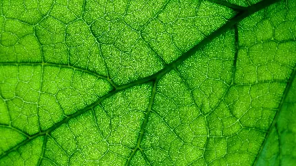 چاپ پوستر عکس برگ 4K دسکتاپ با کیفیت فوق العاده برای طراحی