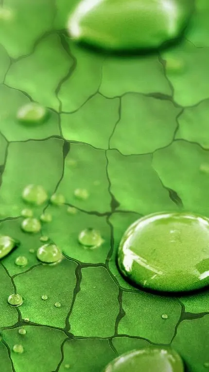 چاپ پوستر بک‌گراند برگ سبز فول اچ دی مخصوص والپیپر موبایل سامسونگ