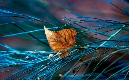 چاپ پوستر عکس برگ دسکتاپ اچ دی واید 1920x1200 برای تولید محتوا