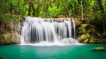 چاپ پوستر سفارش پوستر دیواری جنگل با بهترین قیمت و کیفیت عالی برای اتاق