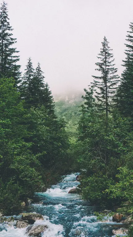 چاپ پوستر والپیپر موبایل جنگل سبز با کیفیت 4K و رزولوشن عالی