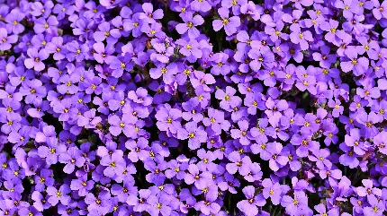خرید تخته شاسی گل‌های بنفش برای پذیرایی