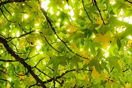 خرید تابلو دیواری طرح نور خورشید در جنگل برای اتاق خواب