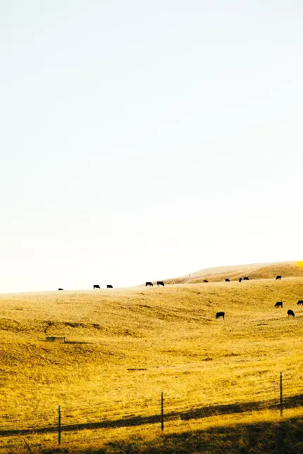 سفارش پوستر دیواری تپه گاوها با کیفیت بالا برای اتاق خواب