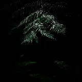 چاپ قاب موبایل و گوشی چاپ تابلو برگ سرخس تیره با طرح هنری برای دکوراسیون