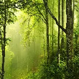 چاپ قاب موبایل و گوشی قاب موبایل جنگل سبز چاپ تابلو با کیفیت بالا برای اتاق